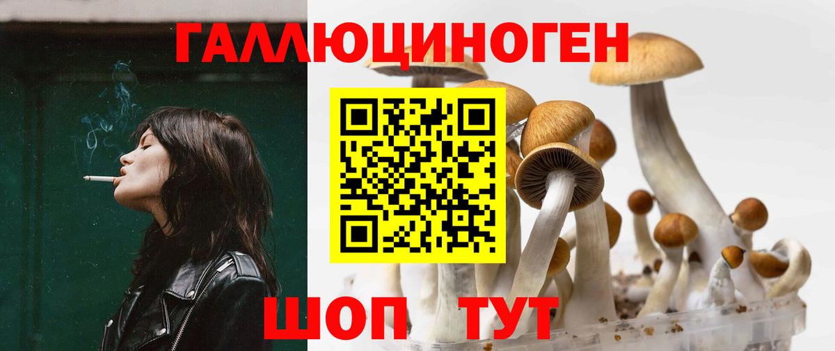 Псилоцибиновые грибы Psilocybe Курск